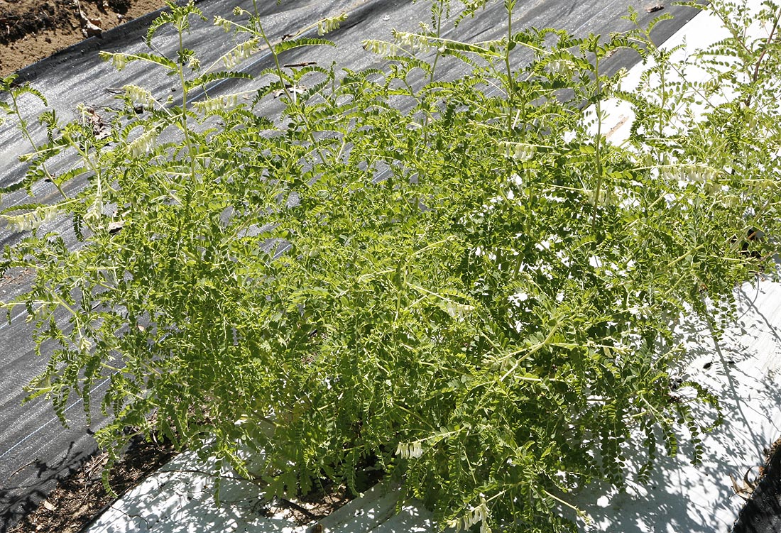 Astragalus membranaceus plant in field
