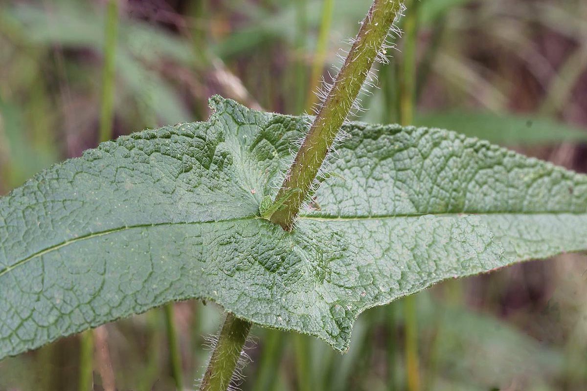 Boneset leaf characteristics