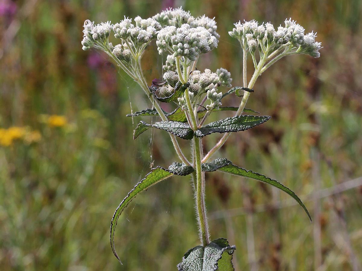 Boneset plant flowering P