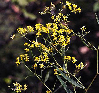 flower stalk