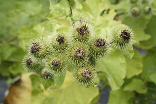 Burdock Arctium lappa