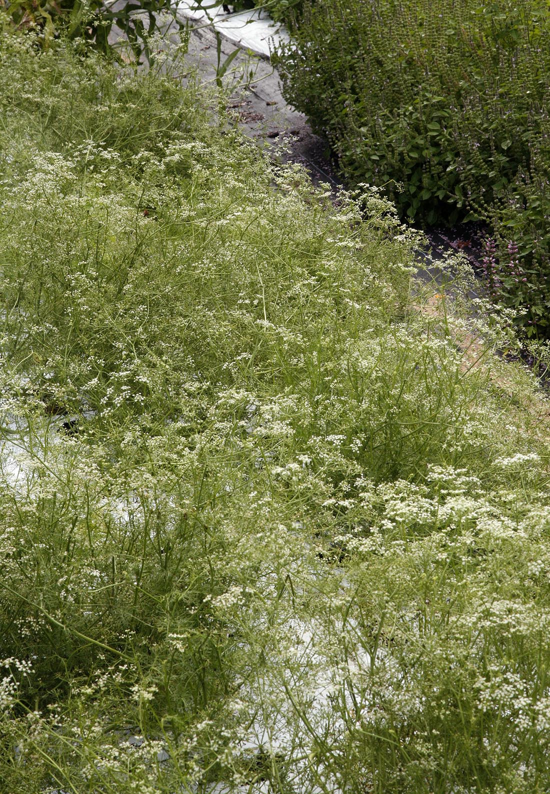 Annual  Caraway in our field