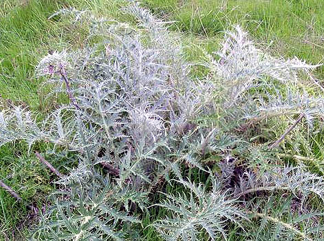 Cardoon leaves