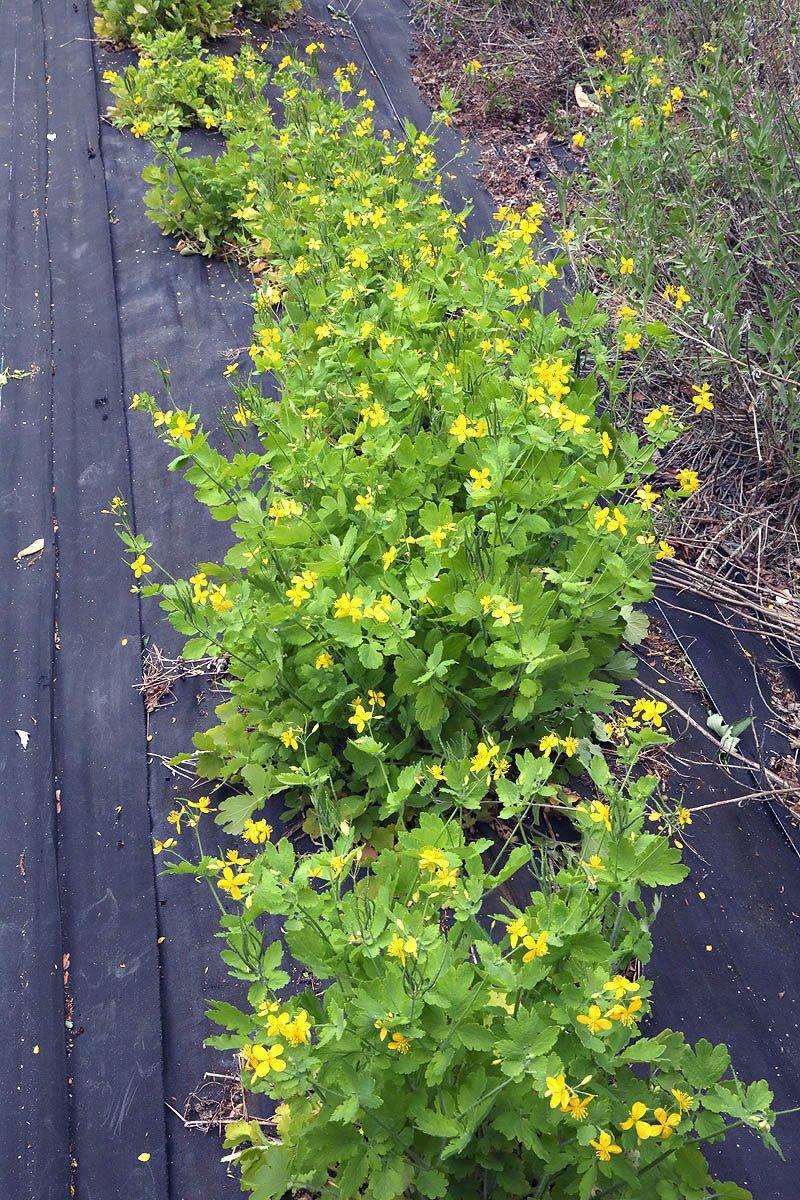 Chelidonium majus/ in our field