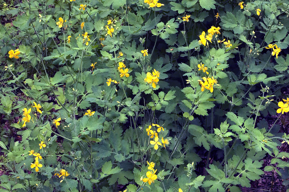 Greater Celendine plant in our field