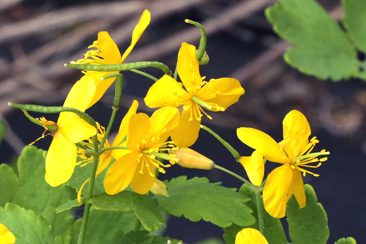 Celandine - Greater Chelidonium majus