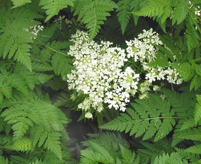 Chervil Anthriscus cerefolium