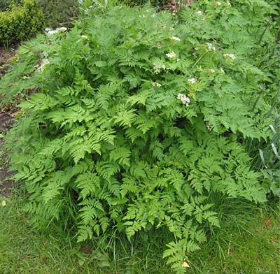 Chervil Plant