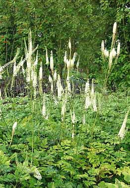 Cimicifuga racemosa plants in forest are