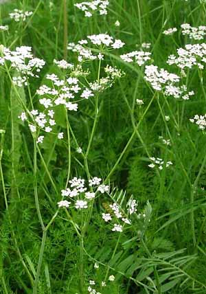Cumin plant flowering