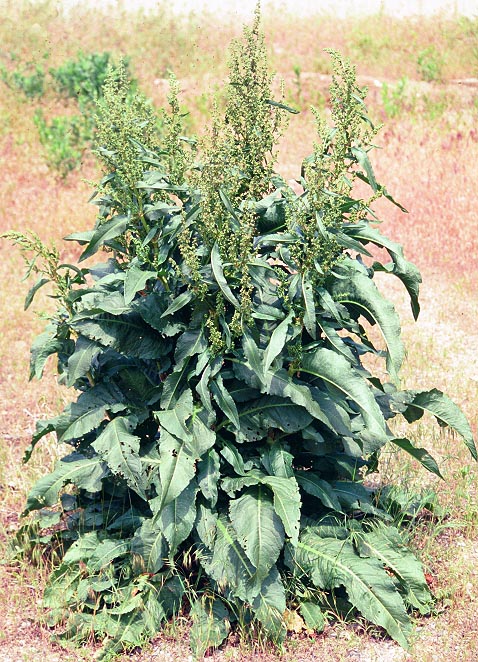 Yellow or Curly Dock whole plant
