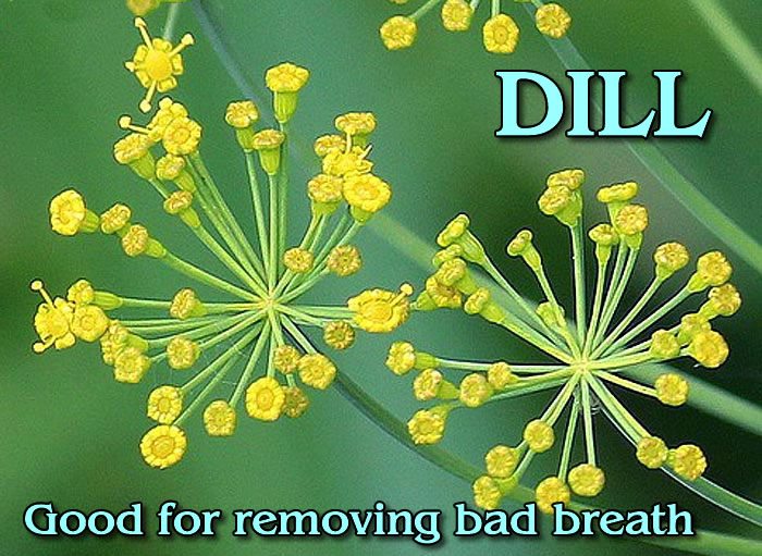 Dill flowers close