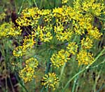picture of Dill, Long Island Mammoth <I>Anethum graveolens</I> : 