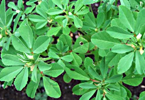 Fenugreek Trigonella foenum-graecum