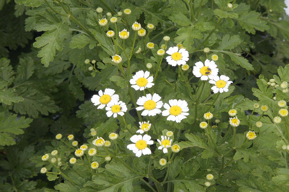 Young feverfew plants just flowering