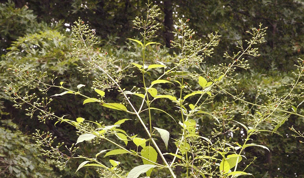 Late Figwort stem of flowers
