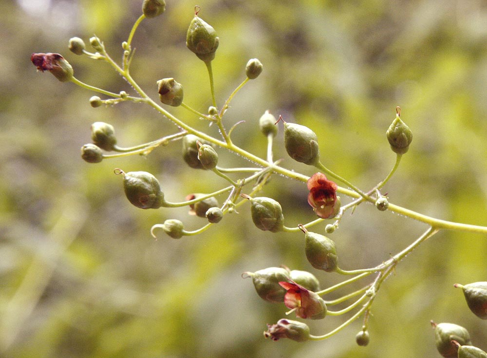 Late Figwort flower branch