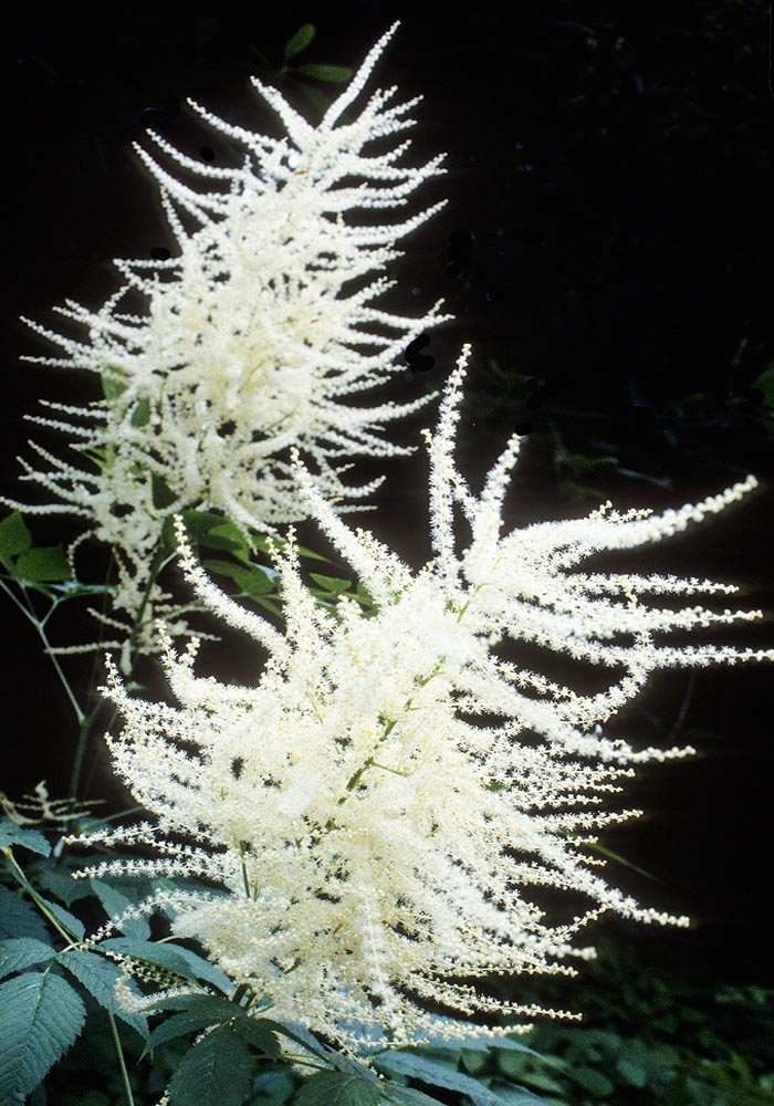 Goats beard flower stem