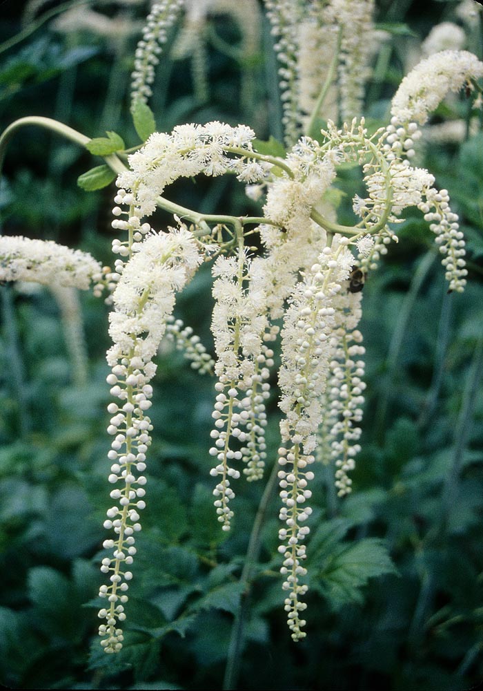 Goats beard flowers close