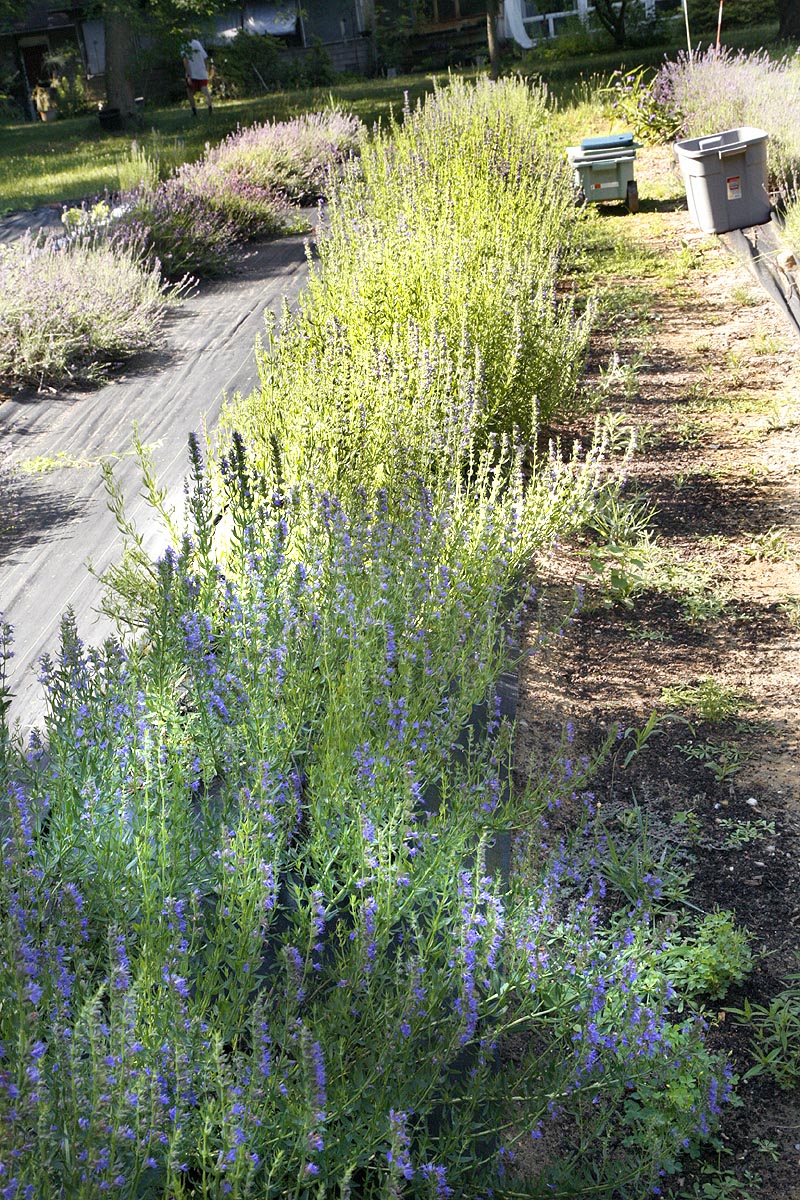 Hyssop row our field