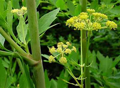 Flower and stems lovage