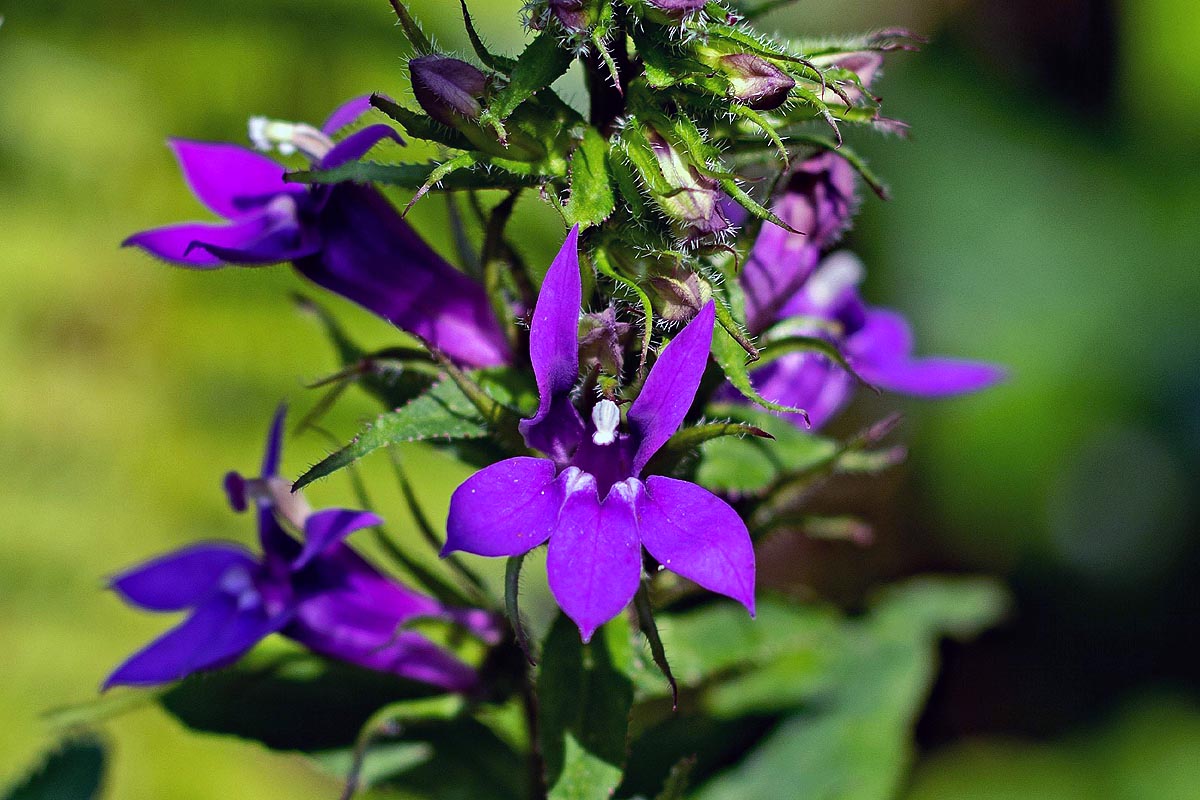 Lobelia siphilitica flower close