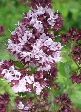 Marjoram flower close