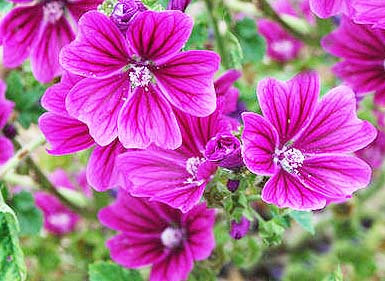 Mallow Common Malva Sylvestris Organically Grown Flower Seeds Floral Encounters