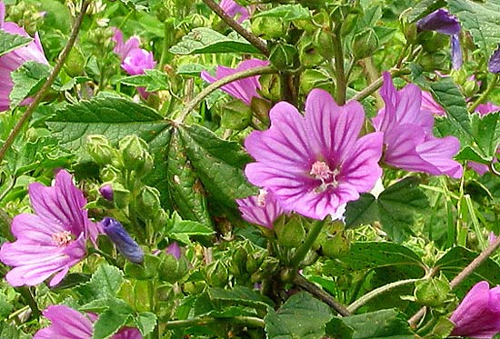 Common Mallow, Malva sylvestris