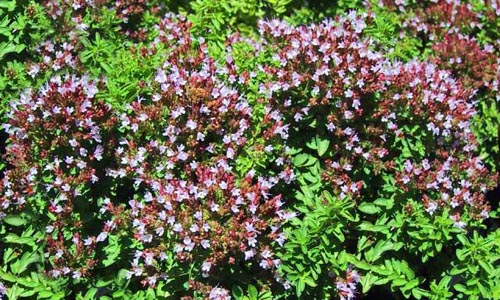 Marjoram Origanum majorana