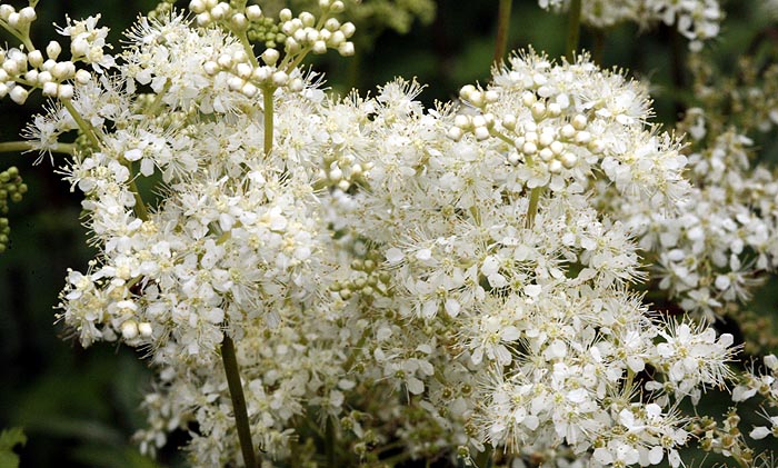 MeadowSweet Filipendula ulmaria