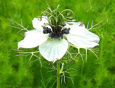 Nigella Sativa Flower