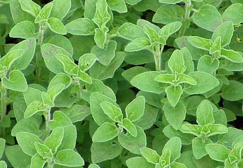 Oregano, Greek Origanum heracleoticum