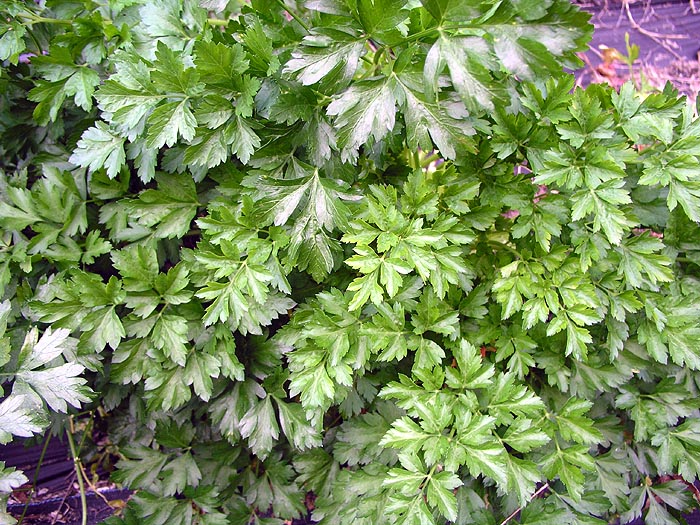 Parsley, Dk Green Italian Petroselinium neapolitanum