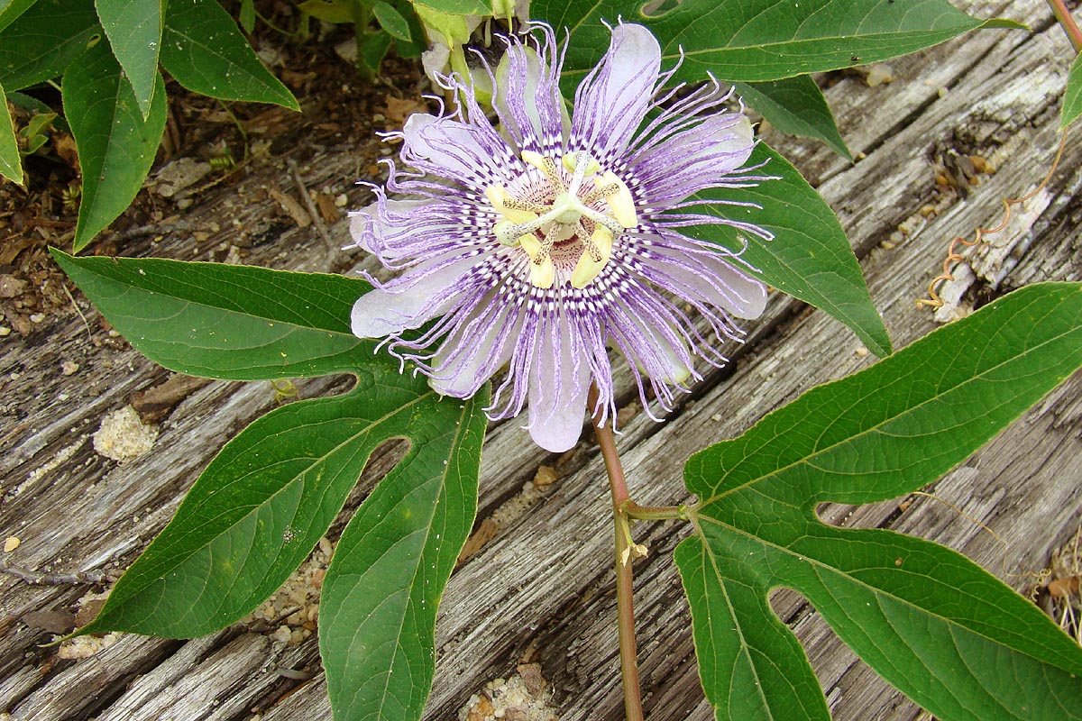 Purple Passion Flower Maypop