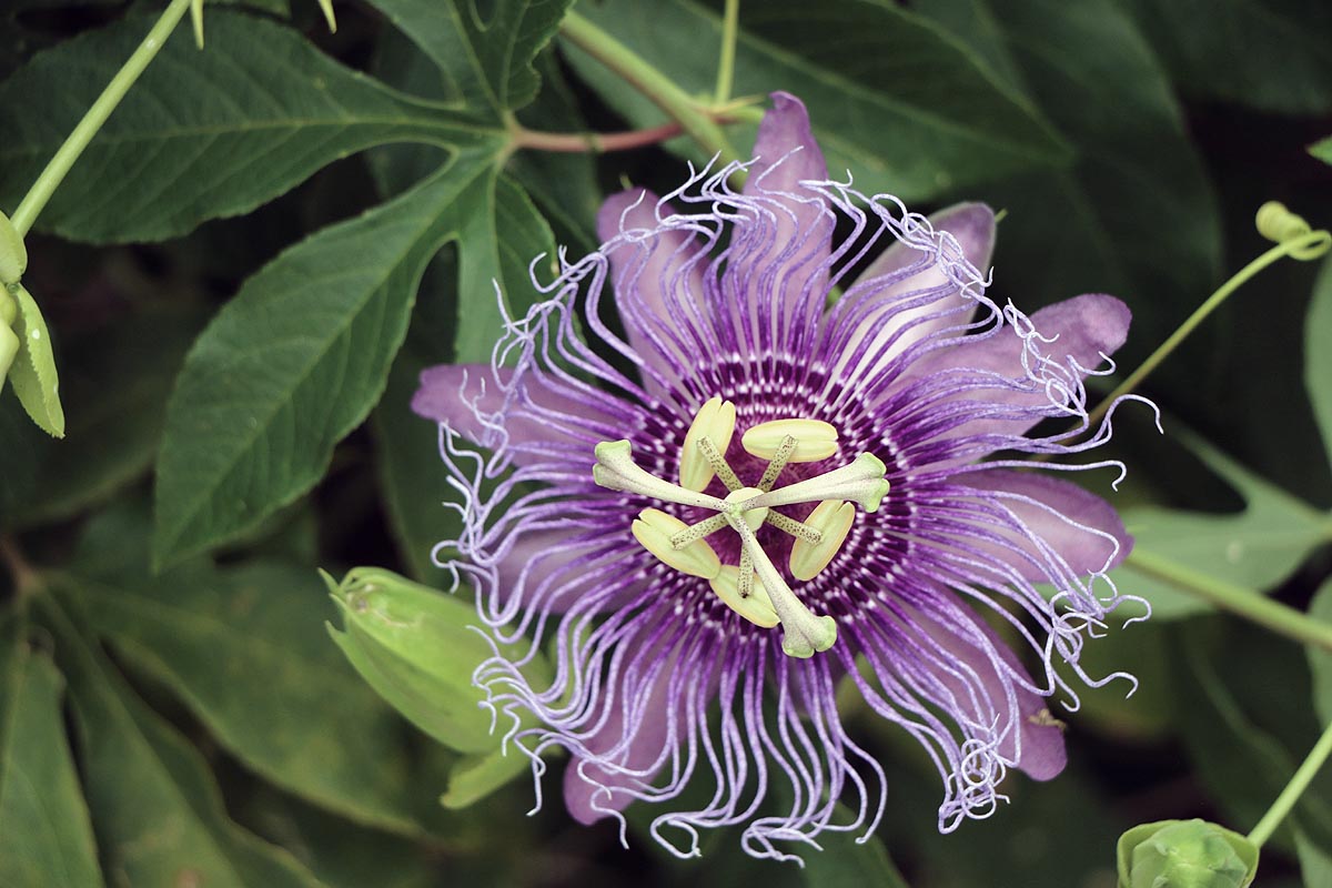 Purple Passion Flower