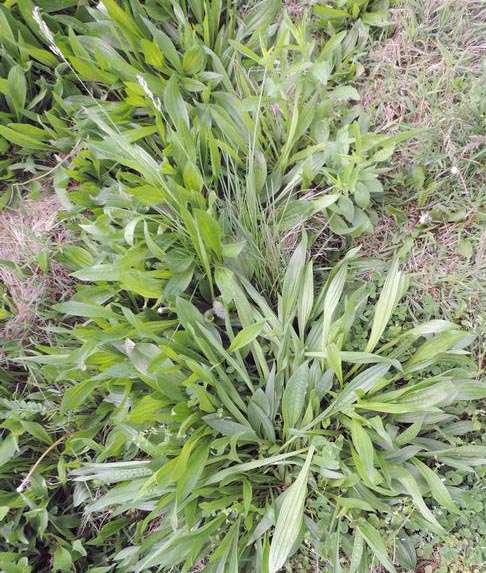 Plantain Lanceleaf plants