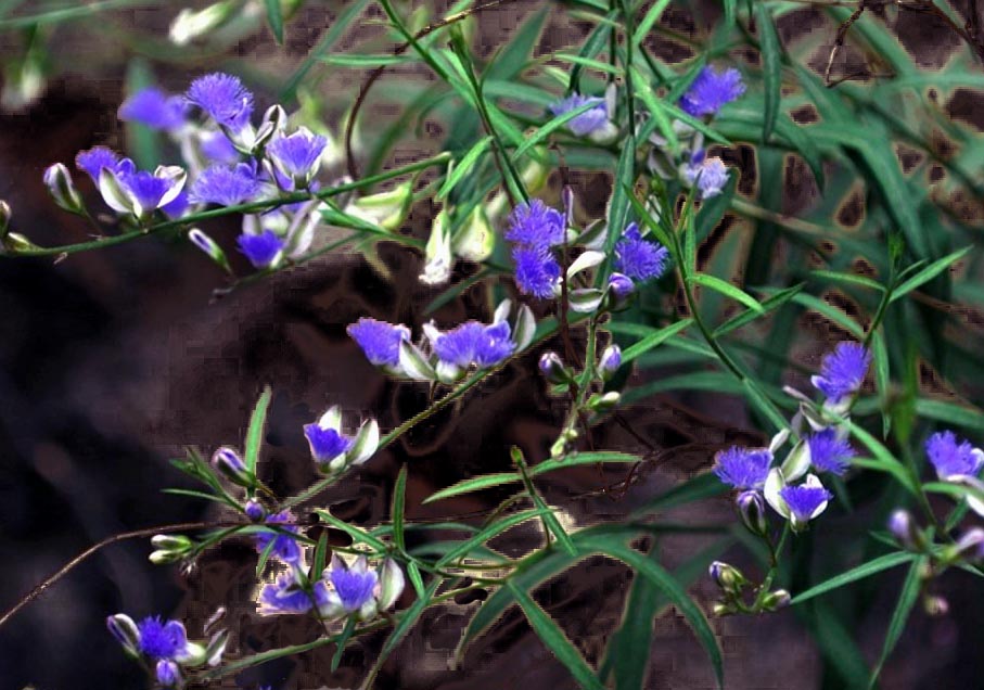 Chinese Milkwort