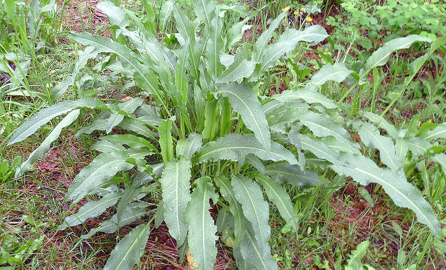 Yellow Dock Rumex crispus