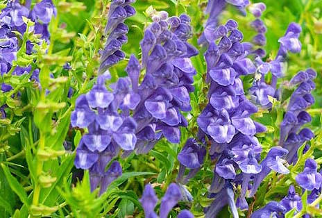 Skullcap - Baical Scutellaria baicalensis