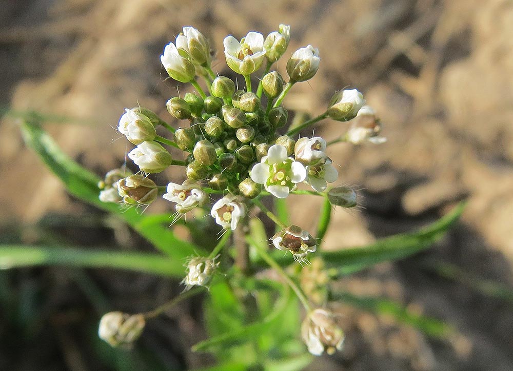 Shepherds Purse Capsella bursa-pastoris