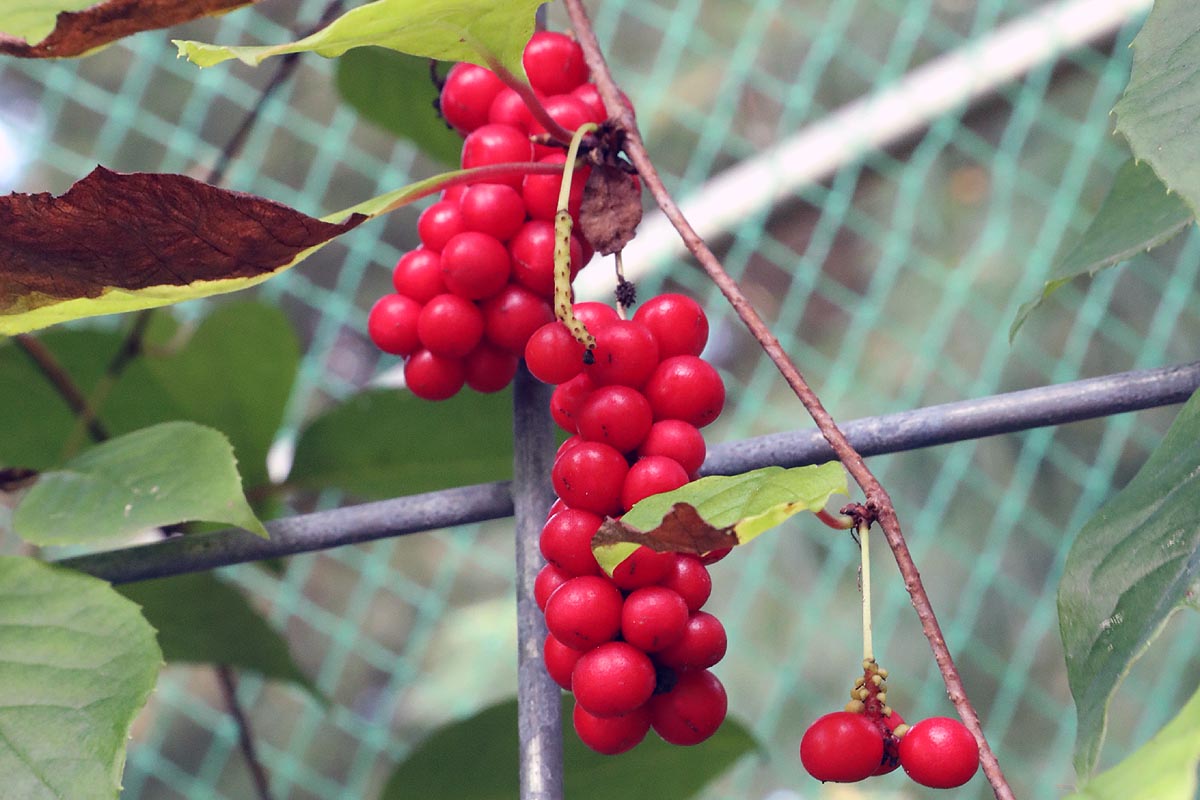 Schisandra Schisandra chinensis