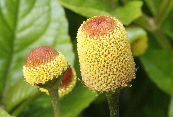 Spilanthes Flowers Acmella olaracea