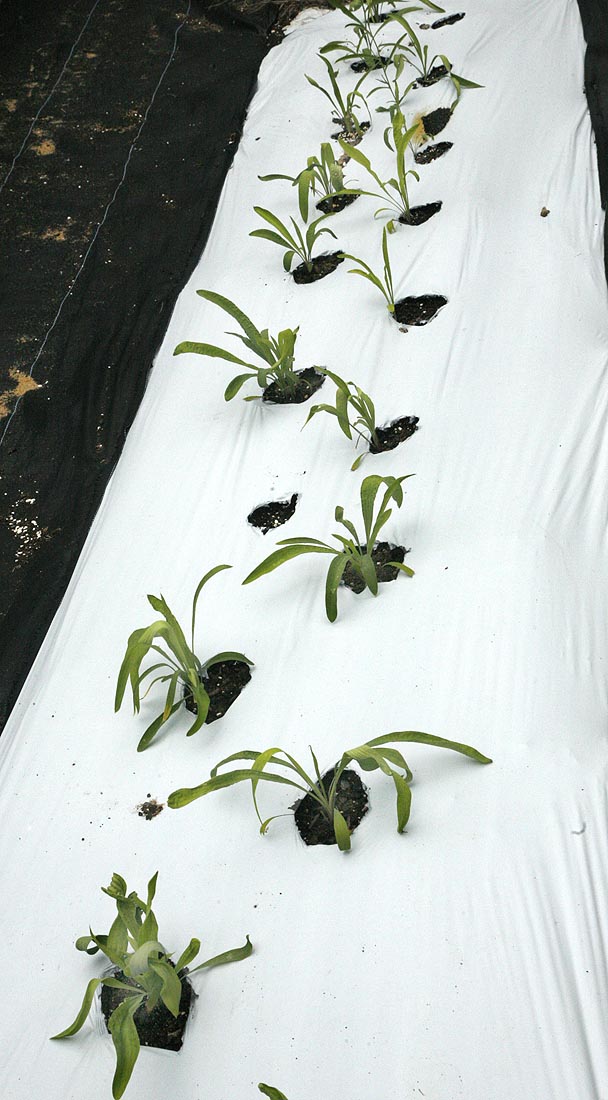 young plants in field