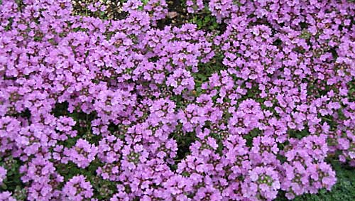 Thyme, creaping Thymus pulegioides