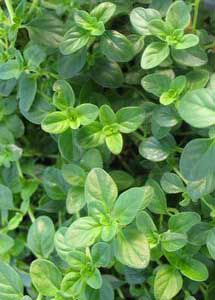 Thymus leaves