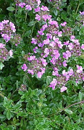 Creaping thyme plant