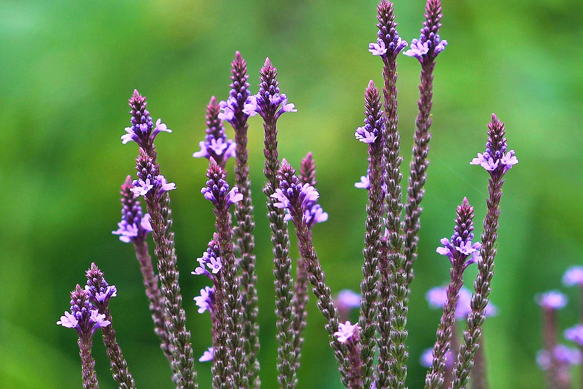 Blue Vervain flower stalks