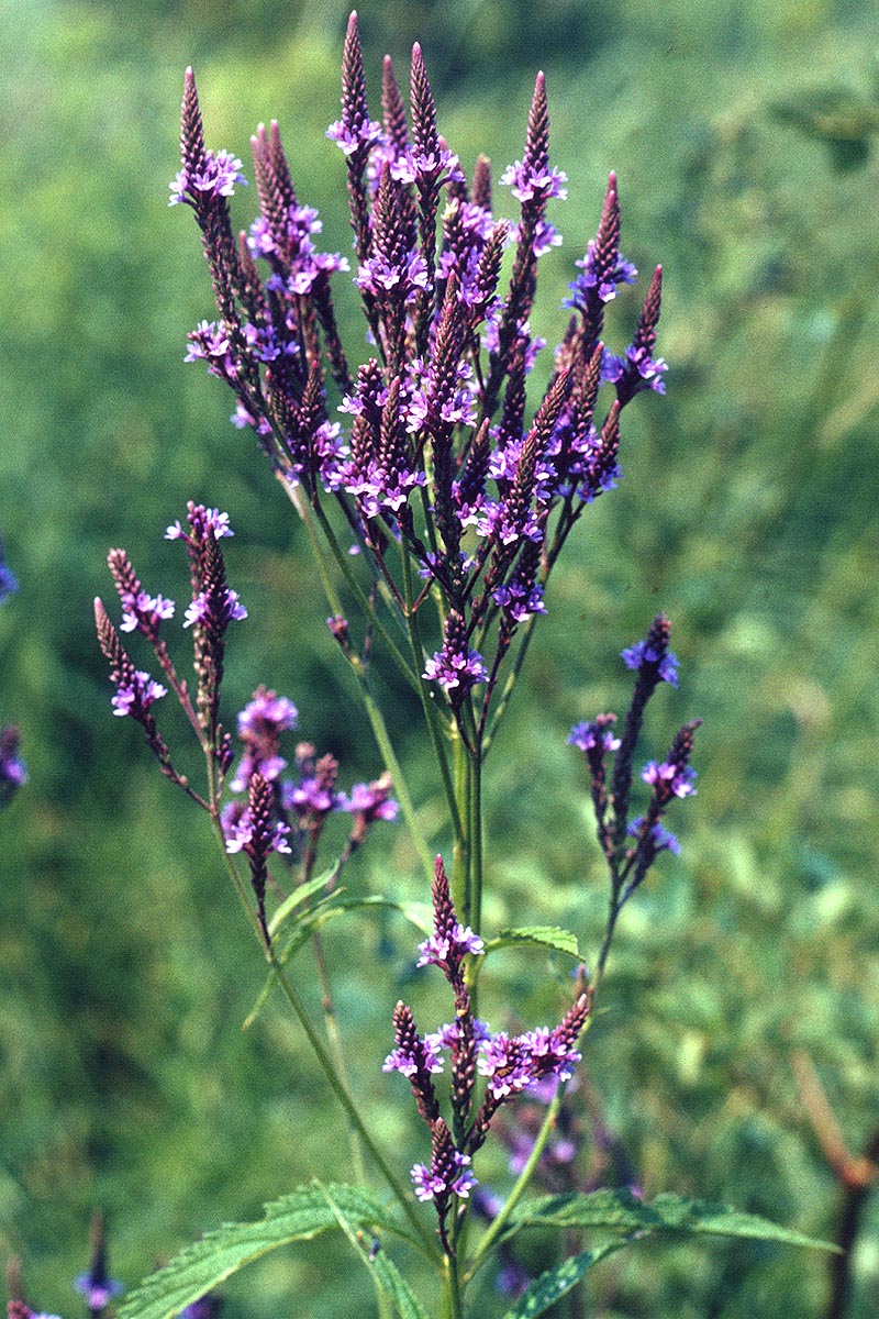 Blue Vervain flowering plant