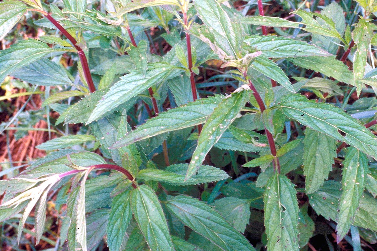 Blue vervain leaves